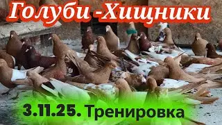 Голуби и Хищники (Тренировка)