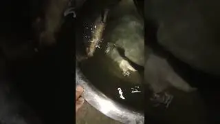 wow lots of river fish.new black fish at river. #fish #fishing #২০২৩