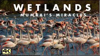 MIRACLES IN MUMBAI - WETLANDS (2020)-AN EPIC ORIGINAL FILM ON THE STUNNING WILDLIFE IN A MEGACITY