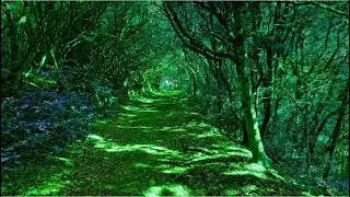Forest Serenity: 10 Hours of Peaceful Nature Sounds for Relaxation!