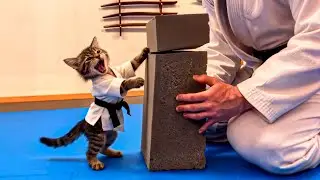 Kittens in Karate Lessons 🥋 Cute Cat Karate Memes Compilation