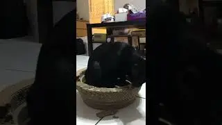 Happy Cat Kuro  #cat #cute #cute cat #shorts