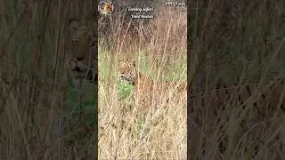 Tiger attacked a herd of deer🥺@corbettvinodbhadolaji #viralvideo #tiger #trending#wildlife#ctr