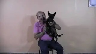 Iniciación de trabajo en detección de narcoticos con cachorra de 2.5 meses