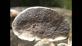 Bjerkandera fumosa