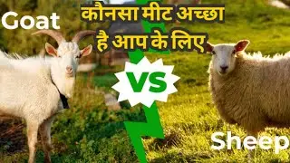 Which Meat is better Goat or Sheep  | lamb meat vs goat meat taste, Nutrients 🍖 etc In Hindi