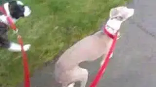 Skye and Santino Walking