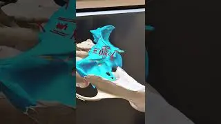 Explicaci&oacute;n de la anatomia del hueso Esfenoides en modelo 3D 