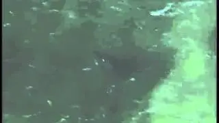 Shark Cage Diving / Diving Shark Alley