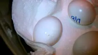 Blue and Gold Macaw egg just starting to hatch Part 1