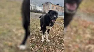 Лай алабая на ребёнка оценили в 40 т.р. Real Video