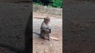 You will not stop to laugh #999 #monkeylove #shorts