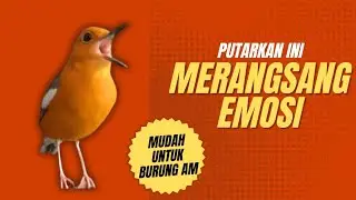 LANGSUNG RESPON! 1000% efektif buat pancingan Anis merah bisu macet total biar bunyi kembali | 48