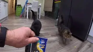 My Cat Flap Training