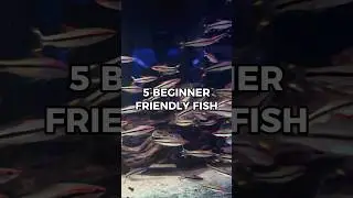 Top 5 Fish For Beginners #fishkeeping #aquariumhobby #tropicalfish