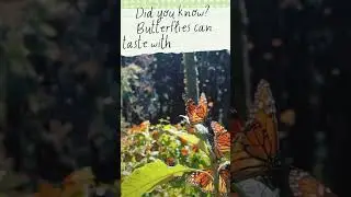 Nature upgraded the sensors.#AnimalFacts #ThinkBytes#didyouknow #science #knowledge #facts