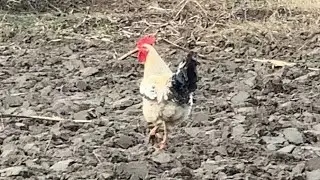 🐓 Kakas kukorékolás vidéken