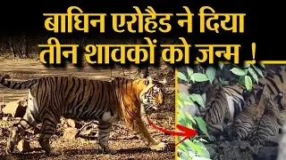 Ranthambore Tiger Reserve | चौथी बार मां बनी बाघिन T-84 Arrow-Head, 3 शावकों को दिया जन्म !