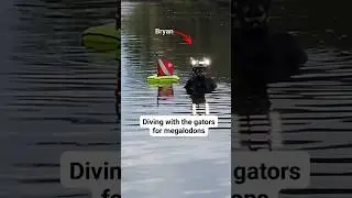 Diving with Gators for Megalodons #megalodon #alligator #Florida #Fossils
