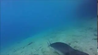 Mediterranean monk seal