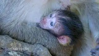OMG! Million pity baby monkey Patricia look so adorable enjoy getting more milk