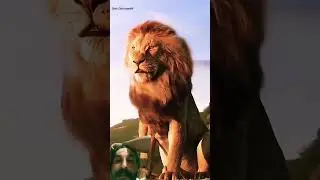cigar face lion #loin #facts #animals