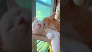 Adorable and Tender Cat Moments! 🐱💖 #cat #funny #cutecat #pets