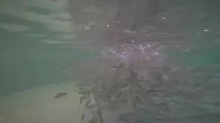 Greater Amberjack (Seriola dumerili) -Juvenile production