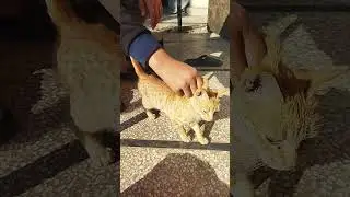 How to pick up the kitten