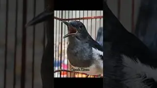 Suara panggilan KACER BETINA #kacerbahan #kacergacor #kacermania #kacerbetina