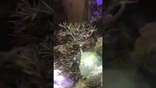 Das erste seewasser aquarium/ pierwsze morskie akwarium
