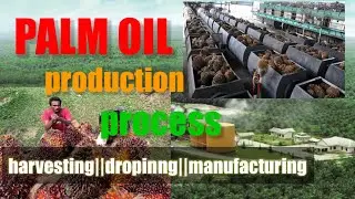 Palm oil  procedures production in Malaysia the second largest producer country #part1