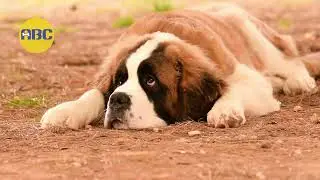 Another Dog Lover&rsquo;s Trivia Quiz | Animal Behavior College