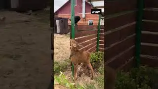 crow and baby cow playing #shorts #love #animals #beautiful #cute #viral #baby #crow #short