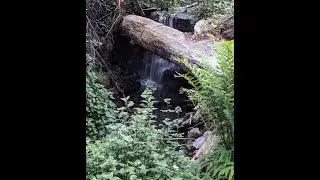 Forest Sounds - Creek and Ferns at Nightfall - Fade to Dark  #nature #relaxing #night #water #sleep