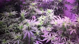 Perfect Sun 1k, Jack's 321, SSG, Tahoe Platinum OG