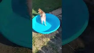 FUNNY VIDEO puppy enjoying the pool 😂 #pomsky #puppy #huskymix #cute #sillypuppy #funnypets #rocky 