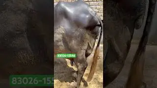 #shortsvideo 5 Buffalo For Sale #shorts #shortsviral