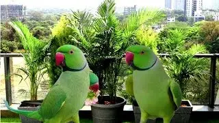 Mother Parrot Feeding Her Cute Baby | Heartwarming Bird Moment