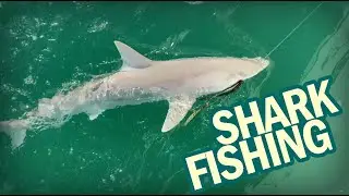 Shark Fishing - Tips And Techniques