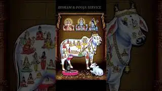 Kamadhenu pooja benefits | cow Pooja | Gho Puja | 𝐇𝐎𝐌𝐀𝐌 & 𝐏𝐎𝐎𝐉𝐀 𝐒𝐄𝐑𝐕𝐈𝐂𝐄 | #shortsfeed | #shorts