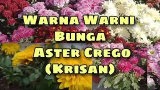 KOLEKSI BUNGA ASTER CREGO (KRISAN)