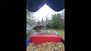 Spatzen