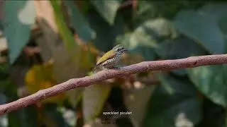 Speckled piculet