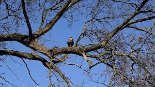 Egyptian Goose on a Tree