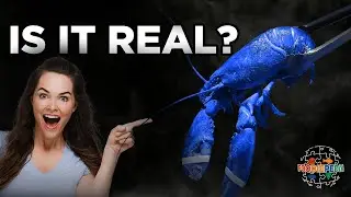 Lobsters:From Prison Food to Expensive Luxury