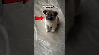 Your perfect Pet? #dogs #pets #perfectpet