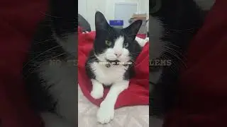No teeth...no problems...#cutecat #barrymanilow #cuteanimal #cat#cutepet #cute