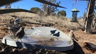 Blue Birds and Friends at Poor Bird Watering Hole