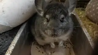 Chinchilla at the Pet Rescue.